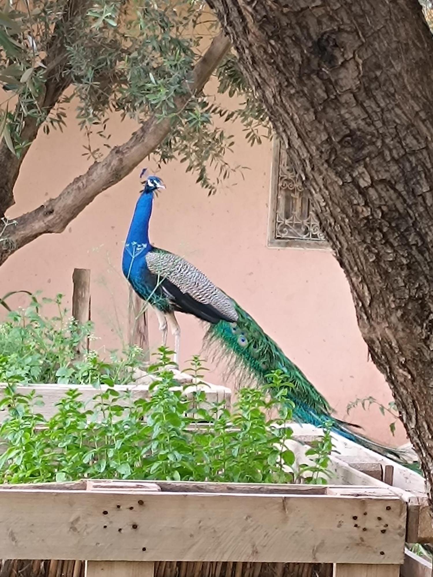 Jardin Sakina - Centre De Bien-Etre & Soins Holistiques - Chambre D'Hotes Bed & Breakfast Marrakesh Bagian luar foto