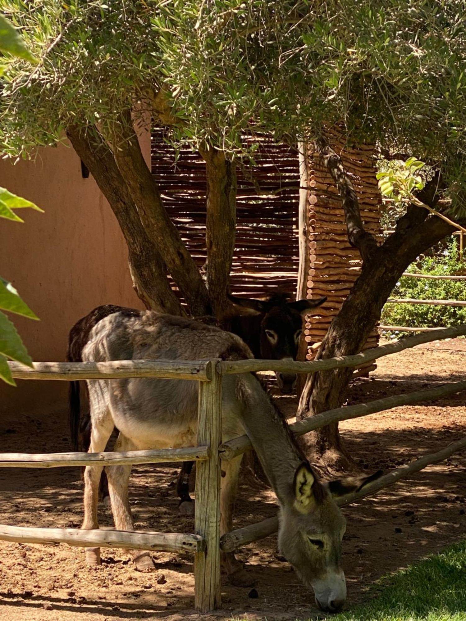 Jardin Sakina - Centre De Bien-Etre & Soins Holistiques - Chambre D'Hotes Bed & Breakfast Marrakesh Bagian luar foto